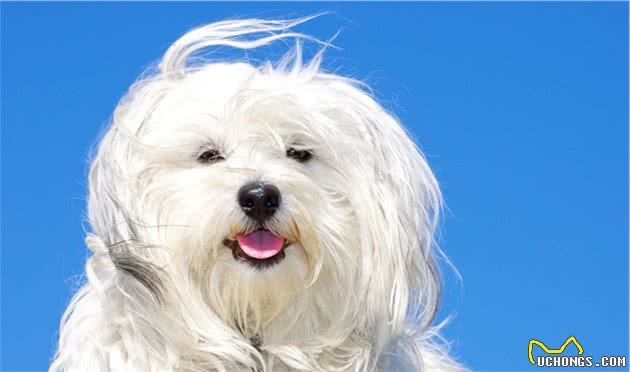 犬食物过敏性皮炎是什么？如何诊断以及治疗？一文告诉你答案