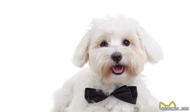 犬食物过敏性皮炎是什么？如何诊断以及治疗？一文告诉你答案