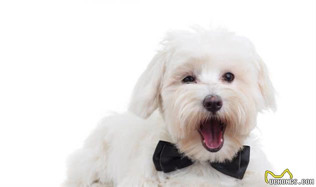 犬食物过敏性皮炎是什么？如何诊断以及治疗？一文告诉你答案