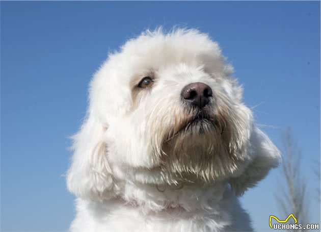 犬食物过敏性皮炎是什么？如何诊断以及治疗？一文告诉你答案