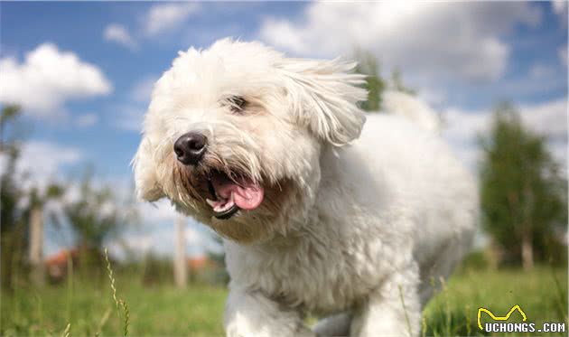 犬食物过敏性皮炎是什么？如何诊断以及治疗？一文告诉你答案