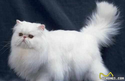 这些猫不是一个品种，但总因长得相似而被认错，你认错过吗？