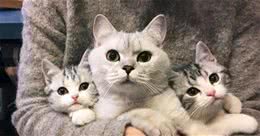 这些猫不是一个品种，但总因长得相似而被认错，你认错过吗？