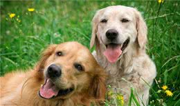 做到以下几点，狗狗可以陪伴你久些