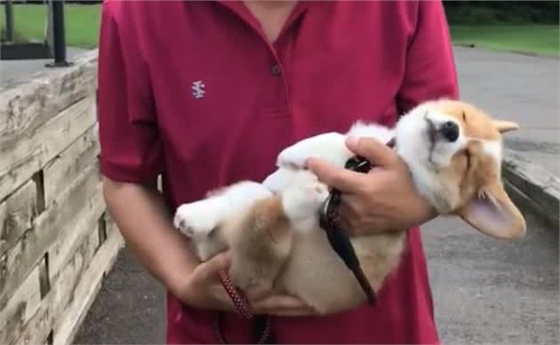 熊孩子要教训，调皮狗狗为什么不用？不要把它们纵容成坏狗狗