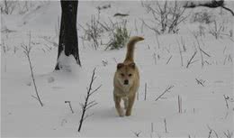 狗跑你就追，难道你跑得过狗吗？狗子召回训练和防止爆冲的必要性