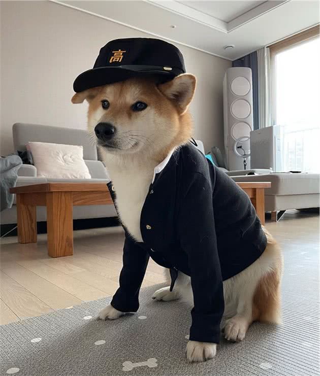 作为同乡的柴犬和秋田是什么原因导致前者比后者受欢迎？
