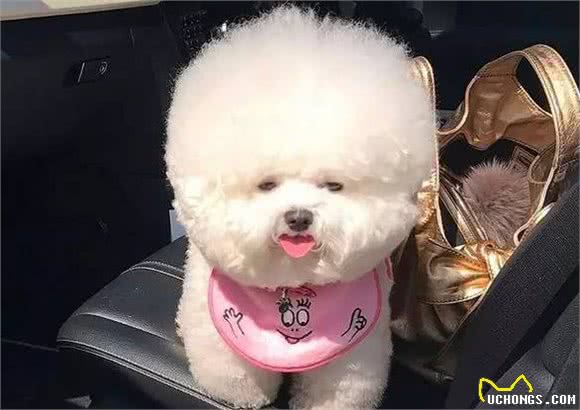 比熊“开心”时，都会有这些行为，你可能不知道