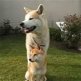 柴犬和秋田，傻傻分不清楚