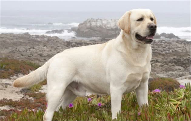 拉布拉多犬拉肚子怎么办？
