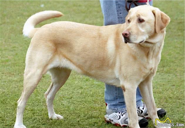 拉布拉多犬拉肚子怎么办？