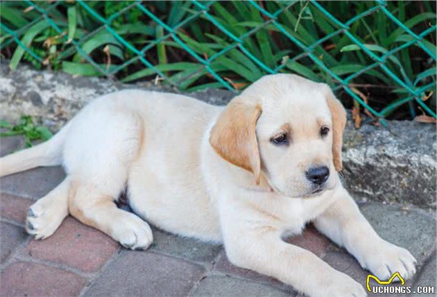 拉布拉多犬拉肚子怎么办？