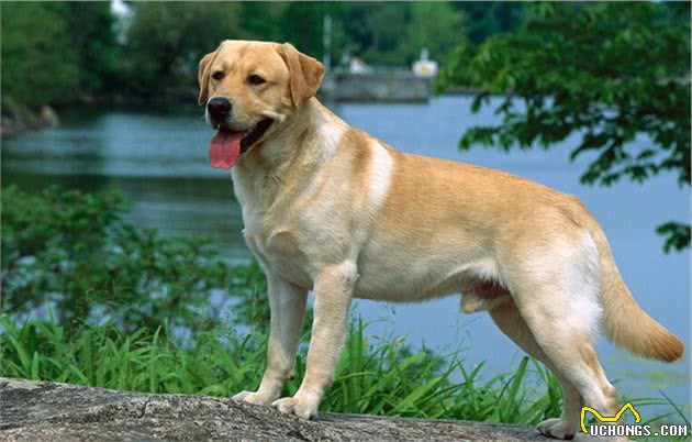拉布拉多犬拉肚子怎么办？