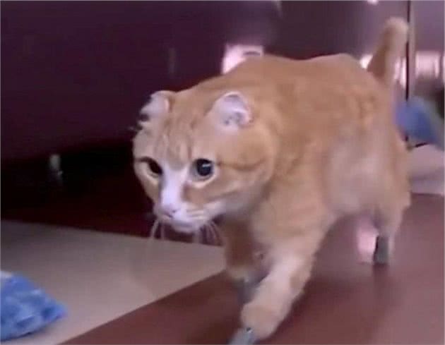 西伯利亚猫咪四肢冻伤后被截肢有爱主人用妙招让它重获自由
