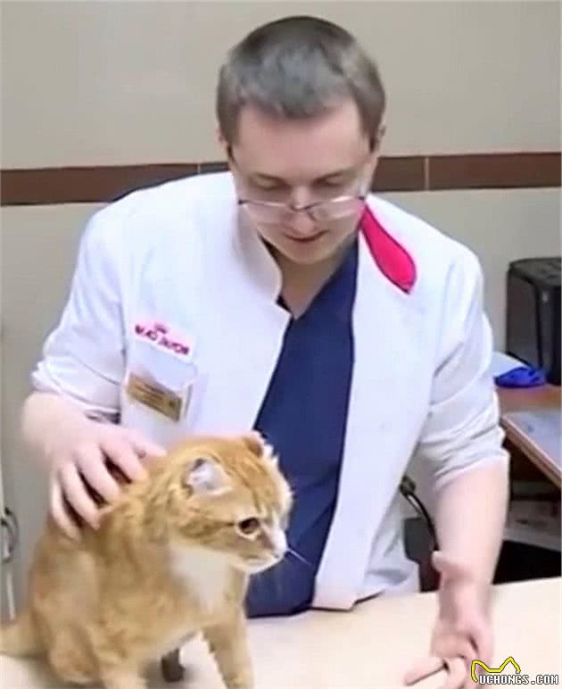 西伯利亚猫咪四肢冻伤后被截肢有爱主人用妙招让它重获自由