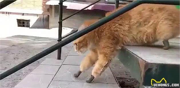 西伯利亚猫咪四肢冻伤后被截肢有爱主人用妙招让它重获自由