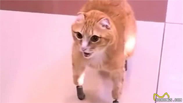 西伯利亚猫咪四肢冻伤后被截肢有爱主人用妙招让它重获自由