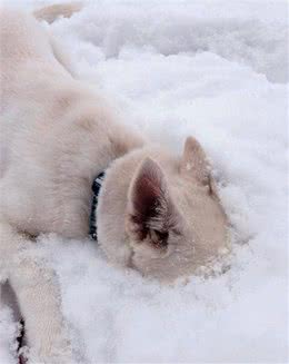 西伯利亚猫咪四肢冻伤后被截肢有爱主人用妙招让它重获自由