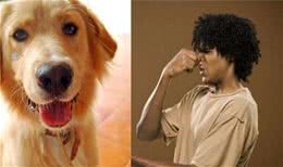 提醒！要定期帮狗狗挤肛门腺，不然后果很严重