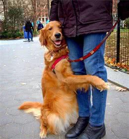 关于金毛犬的5个“为什么”，有你想了解的吗？