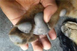 铲屎官偷懒不为狗狗修剪脚垫毛，将导致爱犬趾间炎等三大问题