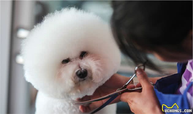 为什么当初选择饲养比熊犬？这9大理由不得不提