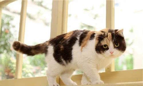 这个毛色的猫是不会有公猫的，知道为什么吗？