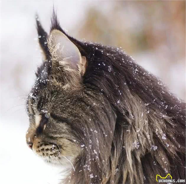 喵界名媛挪威森林猫：没点钱？吸不动