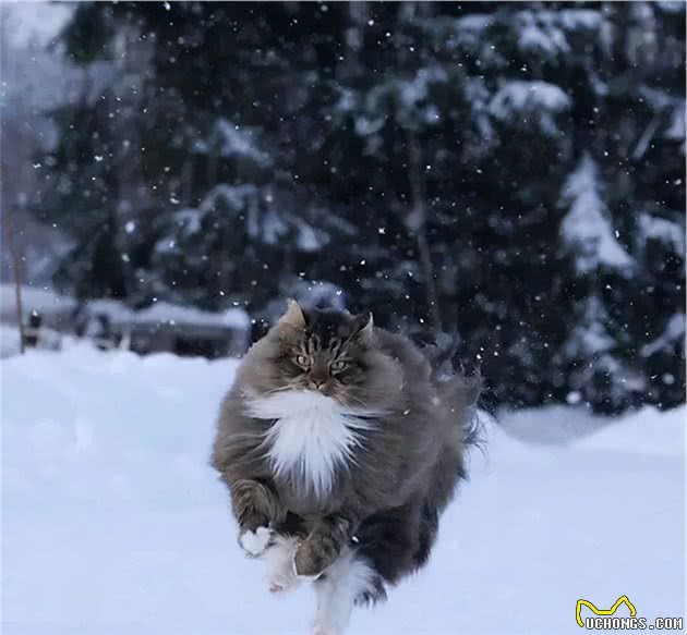 喵界名媛挪威森林猫：没点钱？吸不动