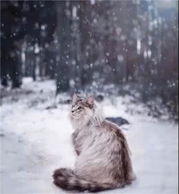喵界名媛挪威森林猫：没点钱？吸不动