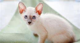 第一次养猫就养蓝猫？别草率啦，这些猫你可能更喜欢
