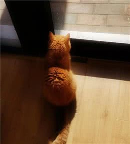 加菲猫也流浪，背后的原因是什么？养猫有责任、养前需谨慎