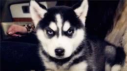 网友买了一只秋田犬，几天后发现头上这“三把火”有点像只哈士奇