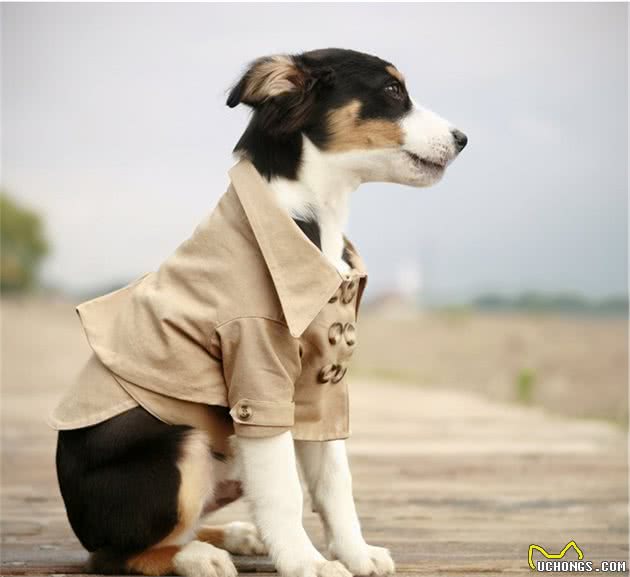 给小狗穿衣服的理由和适合给小狗穿的衣服4大特征