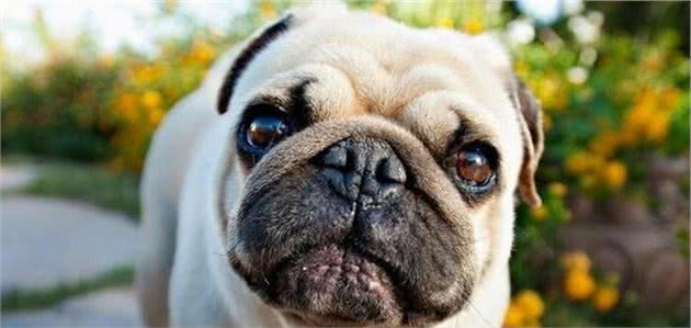 巴哥犬眼屎多怎么办？5招帮你缓解