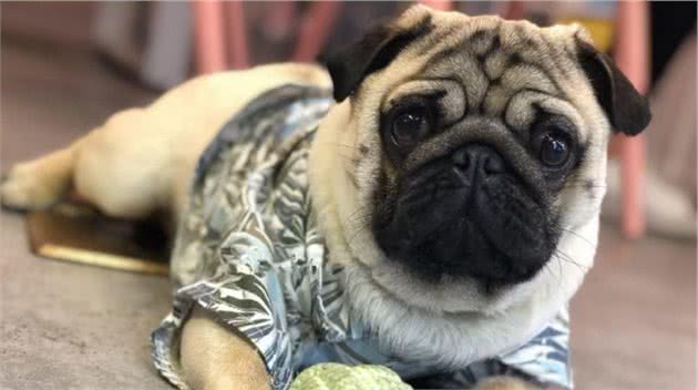 巴哥犬眼屎多怎么办？5招帮你缓解