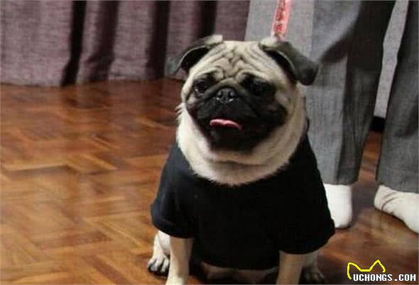 巴哥犬眼屎多怎么办？5招帮你缓解