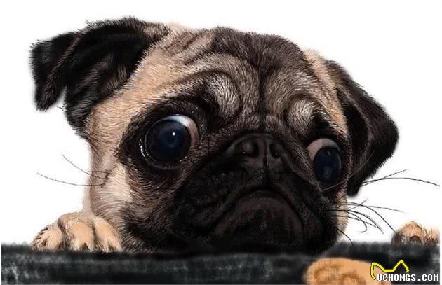巴哥犬眼屎多怎么办？5招帮你缓解