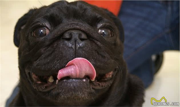 巴哥犬眼屎多怎么办？5招帮你缓解
