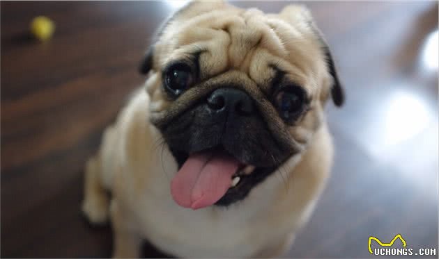 巴哥犬眼屎多怎么办？5招帮你缓解