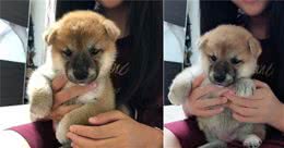 2个月柴犬自己铺床，铺完发出满足小奶音，萌得不想让它长大