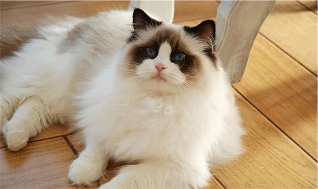 养猫不要养这7种猫，简直就是在“烧钱”