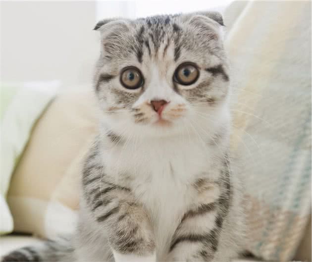 养猫不要养这7种猫，简直就是在“烧钱”