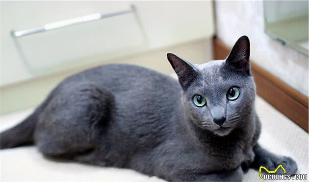 养猫不要养这7种猫，简直就是在“烧钱”