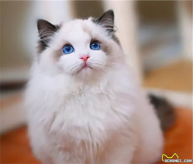 养猫不要养这7种猫，简直就是在“烧钱”