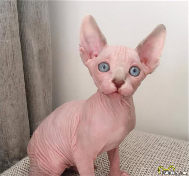 养猫不要养这7种猫，简直就是在“烧钱”