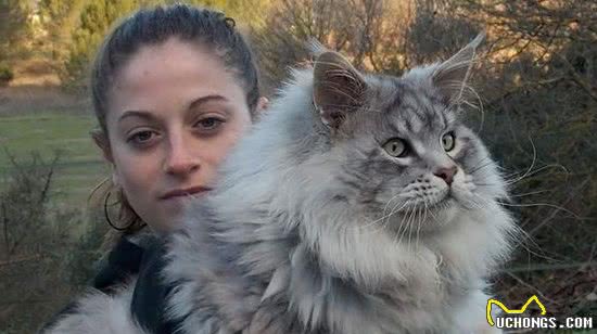 养猫不要养这7种猫，简直就是在“烧钱”