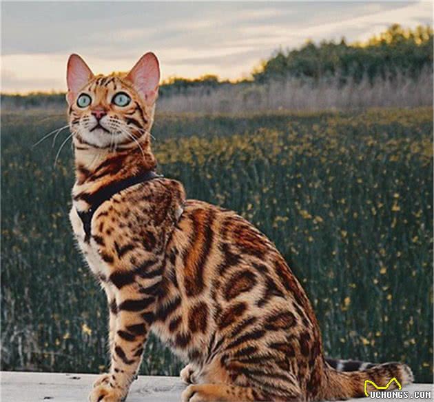 养猫不要养这7种猫，简直就是在“烧钱”
