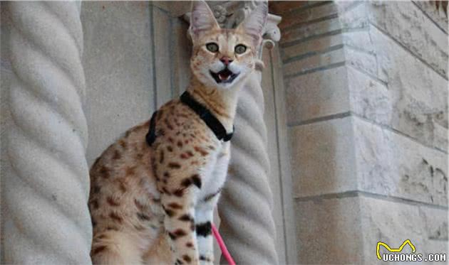 养猫不要养这7种猫，简直就是在“烧钱”