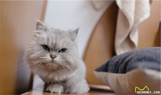 智商令人堪忧的“5大猫咪”，饲养请谨慎